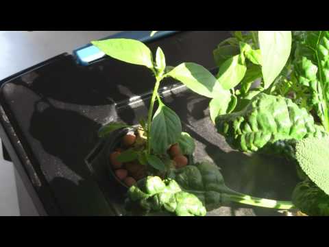 How To Build A Windowsill Hydroponic Herb Garden (Part 2 of 2)