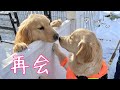【再会】パパとママに会いに半年ぶりに故郷に帰ったゴールデンレトリバー子犬