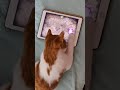 Cat Plays Mouse Game On IPad Cat Plays Mouse Game On IPad