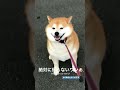 絶対に帰らなイッヌ！？#Shorts