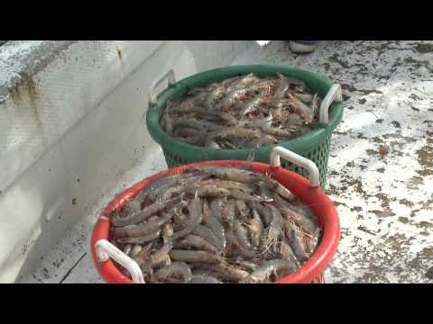 Shrimp and shrimp boats. Fishing WILD GEORGIA SHRI...