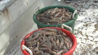 Shrimp and shrimp boats. Fishing WILD GEORGIA SHRIMP.  The complete story !