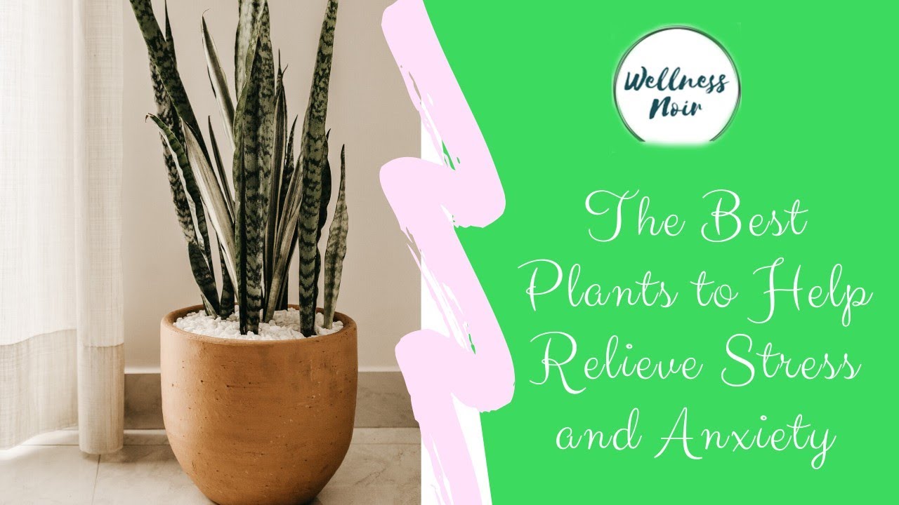 Kitchen Chronicles Plants to Help Relieve Stress and Anxiety featuring