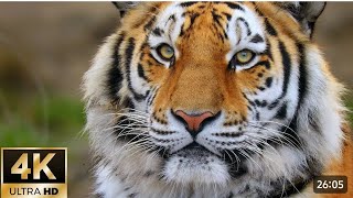 Siberian Tiger Moments for Relaxation 4K Wildlife Footage