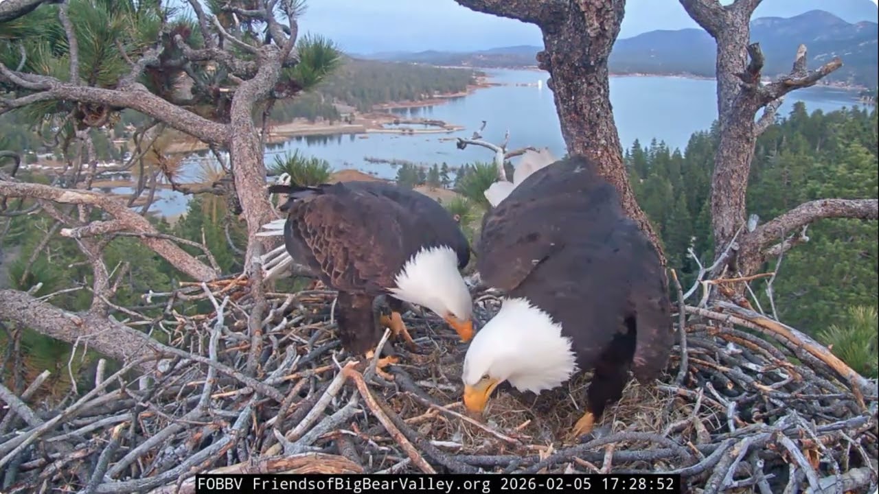 Jackie and Shadow, afternoon and evening of February 5th 2026 @FOBBVCAM