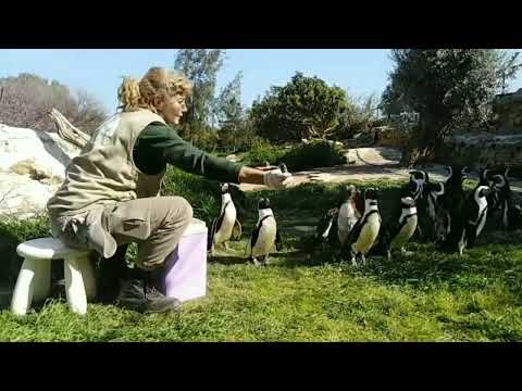 Βίντεο: Αφρικανικοί πιγκουίνοι: χαρακτηριστικά εξωτερικής δομής και συμπεριφοράς