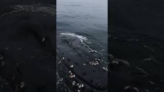 Close Encounter With Humpback Whale