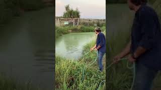 Fishing crocodile | Funny Crocodile