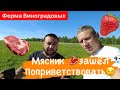 Клубника 🍓 в Клину. 08.06.2022г.