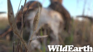 WildEarth - Sunset  Safari - 04 July 2022