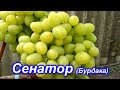 Сенатор (Бурдака) 25.08.2020