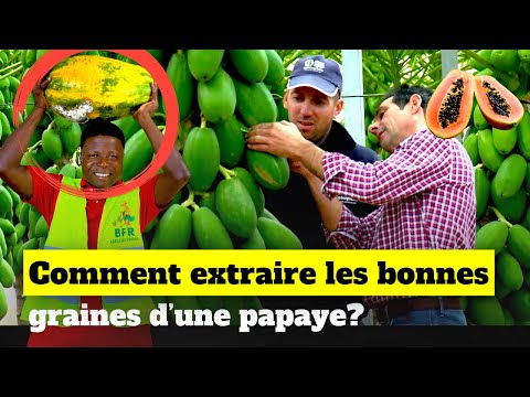 Vidéo: Comment récolter les papayes - Méthodes de récolte de la papaye