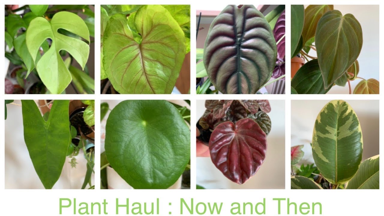 [English] Plant Haul from Online Baby Plants Unboxing and Update