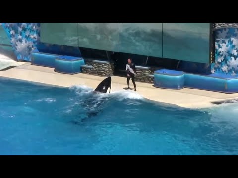 SeeWorld Killer Wal Orca Show USA Shamu Believe San Diego, Kalifornien ...