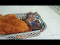 Orphaned baby orangutan snuggles with soft toy