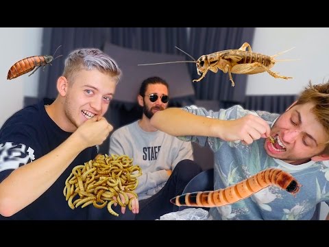 Video: Hvad Og Hvordan Insekter Spiser