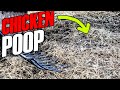 CHICKEN COOP STRAW FLOOR - Using the Deep Litter Method