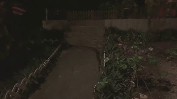 Huge Python in Lamma Island