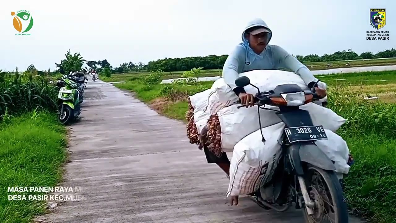 MASA PANEN RAYA MT PERTAMA DESA PASIR KEC.MIJEN KAB.DEMAK