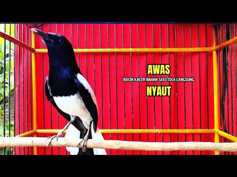 SUARA BURUNG kacer gacor NGEPLONG TARUNG ini paling AMPUH buat PANCINGAN KACER agar EMOSI