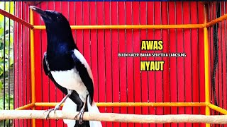 PANCINGAN KACER bahan SUSAH bunyi, KACER GACOR NGEPLONG bikin KACER MANAPUN ikut GACOR