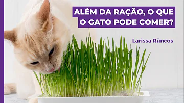 Pode dar pão para gatos?