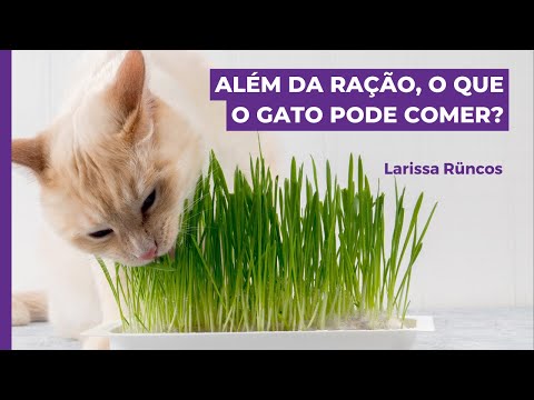 Vídeo: Os gatos comem além da comida de gato?