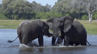 The Beauty of Wild Nature | National Geographic Documentary 2020 HD 1080P by WildLife Tales 8,632 views 3 years ago 46 minutes