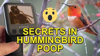 HUMMINGBIRD POOP: You Won't Believe What's in It! by Hummingbird Spot 4,358 views 2 months ago 1 minute, 39 seconds