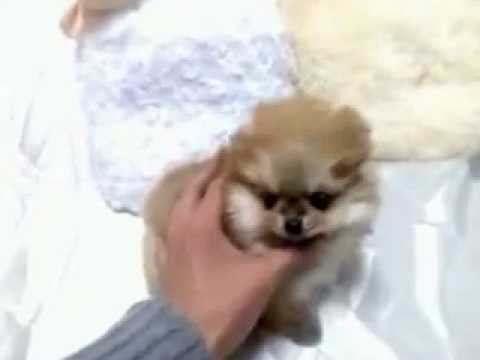 Ravishing Rosella orange sable tiny teacup pomeranian puppy for sale ... Newborn Pomeranian