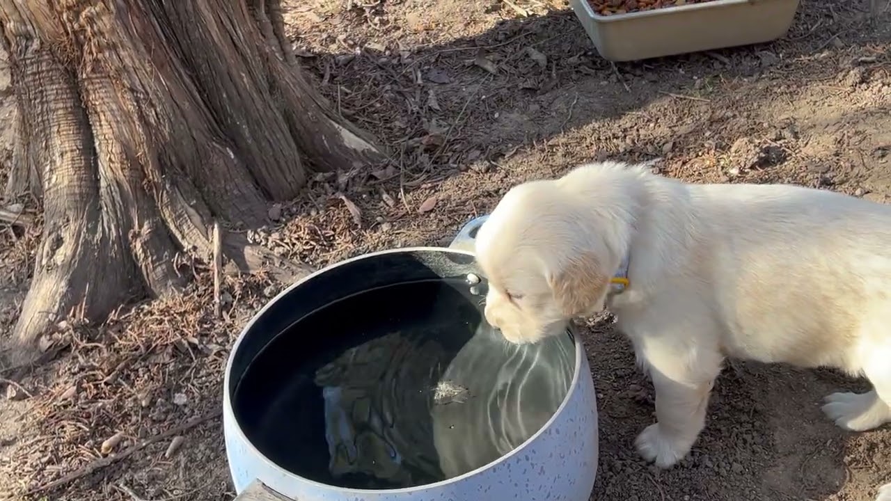 Are puppies went outside 1 cream boy left 817 304 9202
