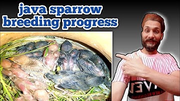 java sparrow breeding progress | colony breeding java sparrow | birding adventure