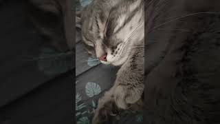 Бонитушка 😻 #cat #смешныекоты #кот #котики #shorts #short #shortvideo #shortsvideo #рекомендации