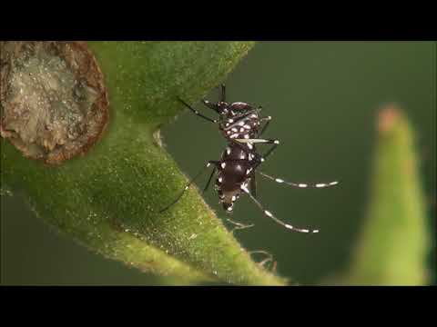 🦟 Tigrasti komar (Aedes albopictus) se priselil v Slovenijo