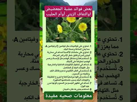 بعض فوائد عشبة الجعضيض اوالتفاف الزيتي أوأم الحليب