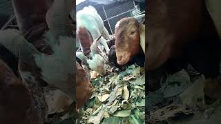 #sindhudurg #goat #goatfarming #goa #trendingshorts #world #animals