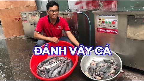 máy đánh vảy cá tự động sạch nhớt sạch vảy không tổn thương da cá, máy đánh vảy cả takyo tk700