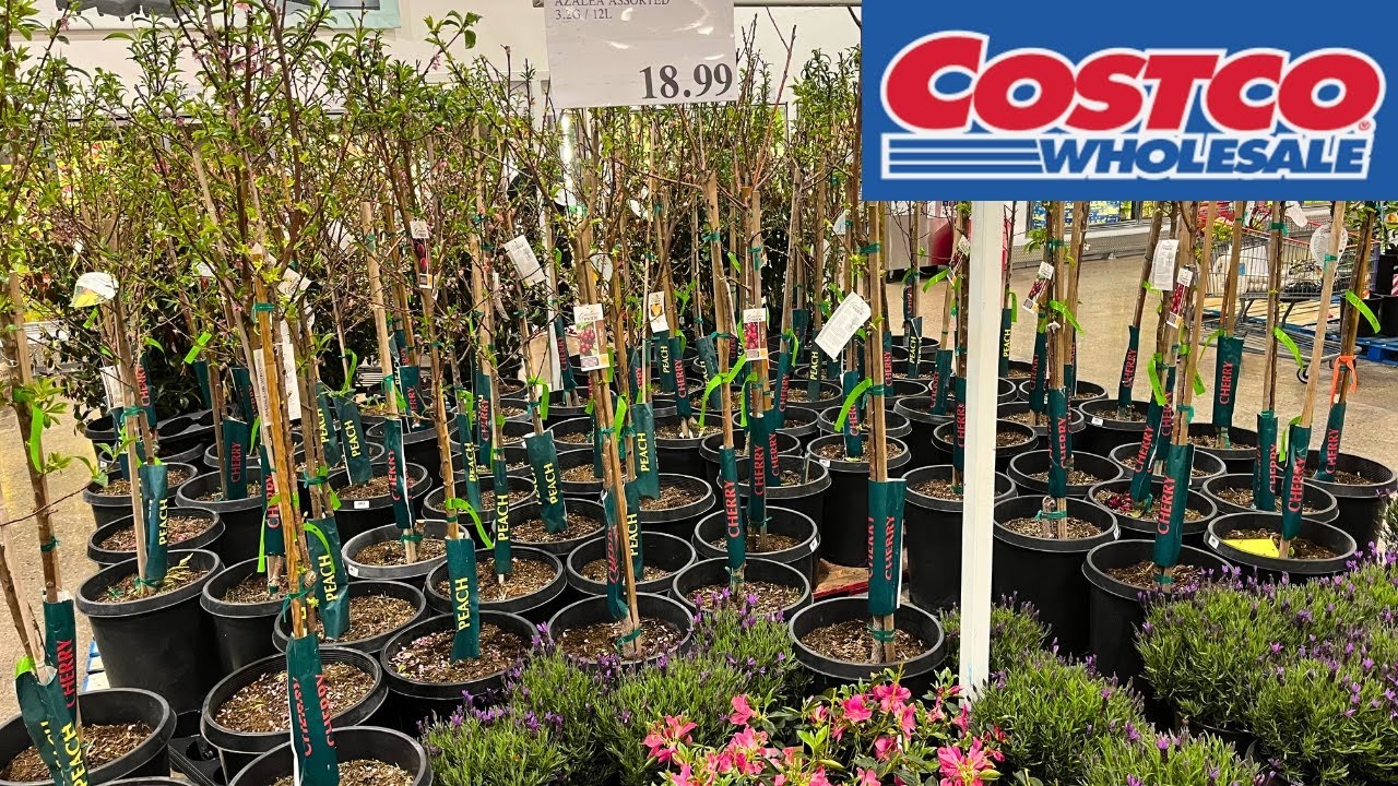 COSTCO FRUIT TREES, FLOWERS IN STORE WALKING spring 2023 YouTube