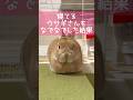 寝てるウサギさんをなでなでしたらどうなる？ #shorts #うさぎ #bunny