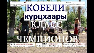 Выставка собак, кобели класс ЧЕМПИОНЫ, НКП курцхаар, курцхаар описание, собака породы курцхаар Выставка собак, кобели класс ЧЕМПИОНЫ, НКП курцхаар, курцхаар описание, собака породы курцхаар