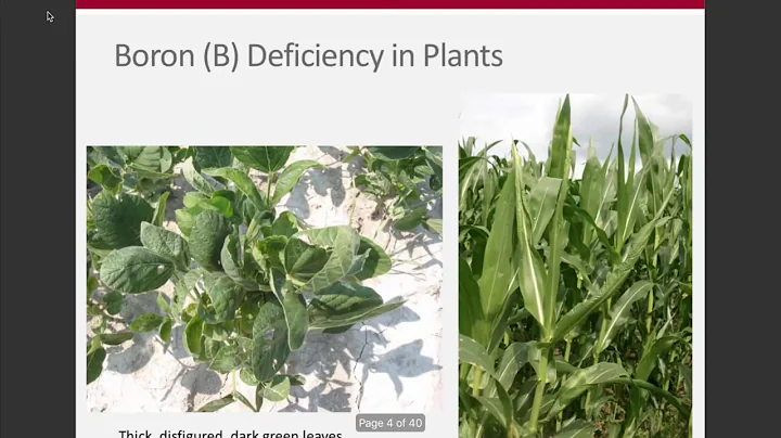 Week 10 - Micronutrient Specifics (ENR 5270)