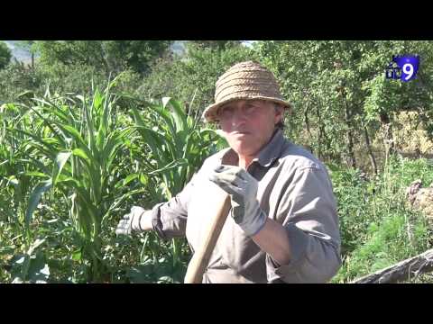 \"წყალსაქაჩი არ ჩაგვირთეს, წვიმა არ მოდის – ყველაფერმა გაგვიმეტა\" – ფერმერებს ნათესები უხმებათ