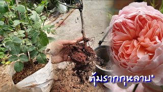 การรื้อตุ้มรากกุหลาบ | ถ้าไม่รื้อจะเป็นไรมั้ย | EP.335 | คนบ้ากุหลาบ