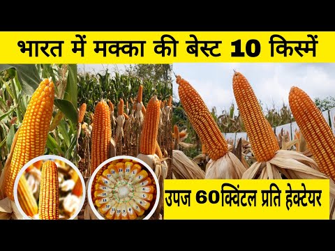 मक्का की बेस्ट 10 किस्में | best maize seed in india | pioneer 3401 makka | nk 30 makka | cp 333 |