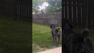 German Wirehaired Pointer practicing pointing????