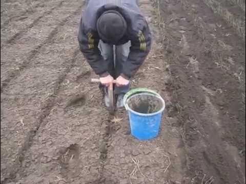 весенняя посадка подвоя шиповника - YouTube