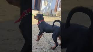 Dog rotweler rottweilerpuppy dog doglover labrador puppy video song