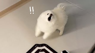 [SUB]My Pomeranian Cute Reaction When His Owner Returns Home After 2 Days
