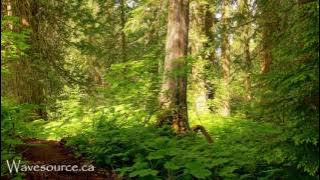 Earth Elemental Healing (432Hz) Music ~ Grounding, Growth, Prosperity, Strength