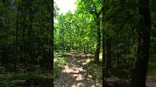Peaceful Forest Walk